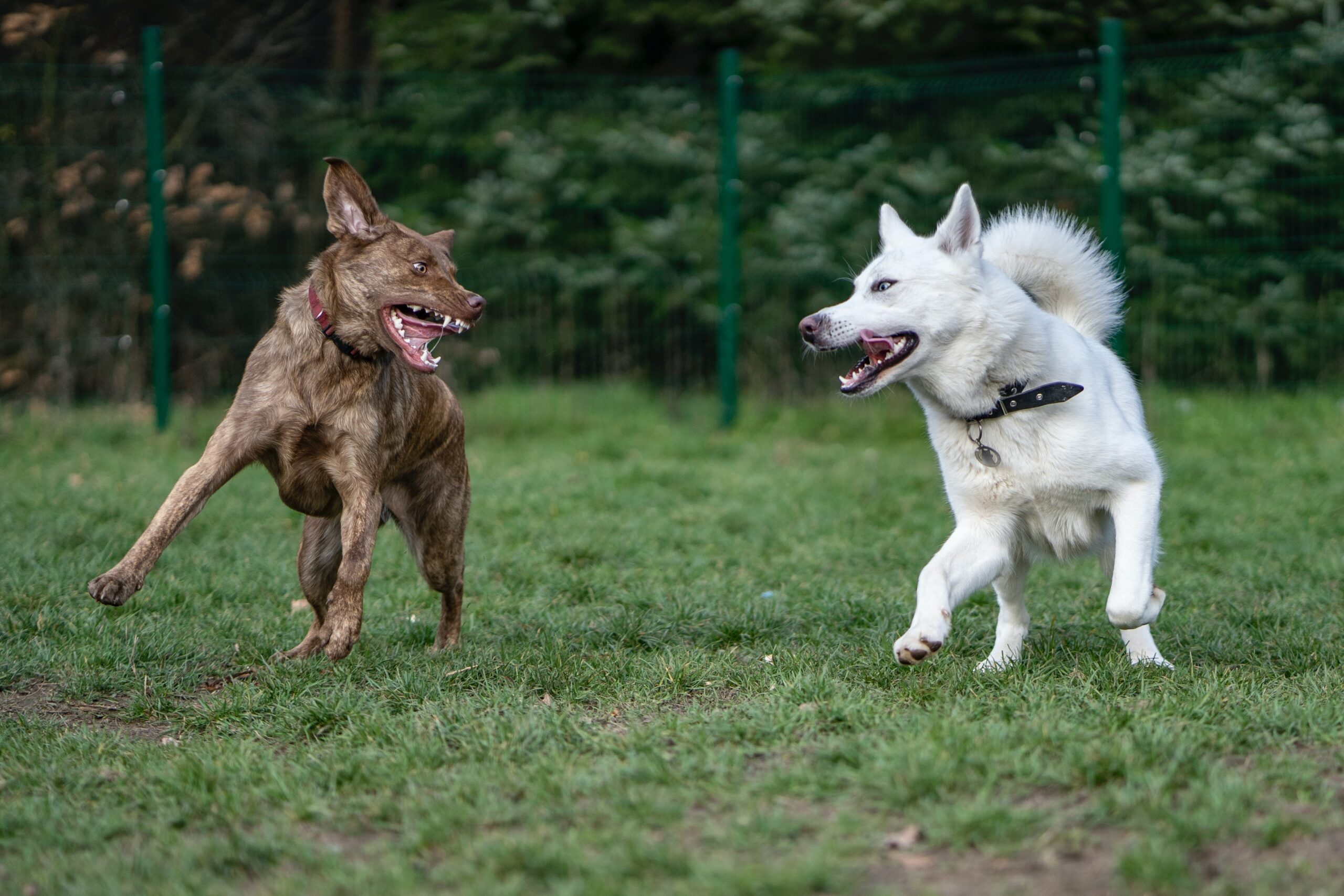 Photo by <a href="https://unsplash.com/@monnysim?utm_content=creditCopyText&utm_medium=referral&utm_source=unsplash">Monika Simeonova</a> on <a href="https://unsplash.com/photos/a-couple-of-dogs-running-across-a-lush-green-field-jecq5-5mm24?utm_content=creditCopyText&utm_medium=referral&utm_source=unsplash">Unsplash</a><br />
  